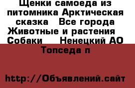 Щенки самоеда из питомника Арктическая сказка - Все города Животные и растения » Собаки   . Ненецкий АО,Топседа п.